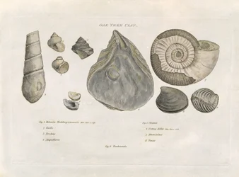 Eichenbaum-Tonfossilien, Illustration aus 